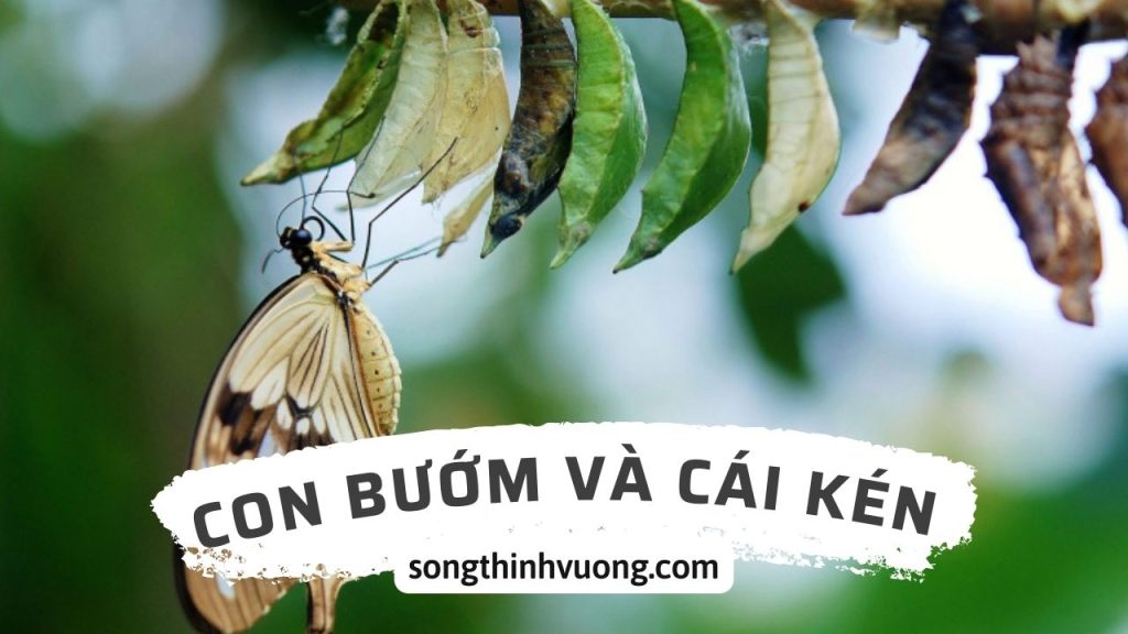 con-buom-va-cai-ken-songthinhvuong.com