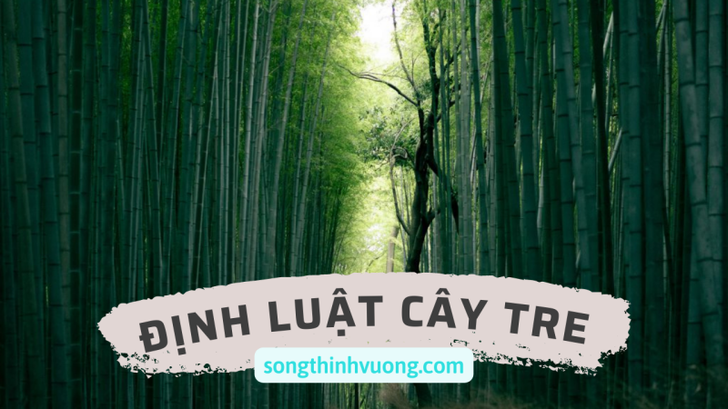 dinh-luat-cay-tre-songthinhvuong.com